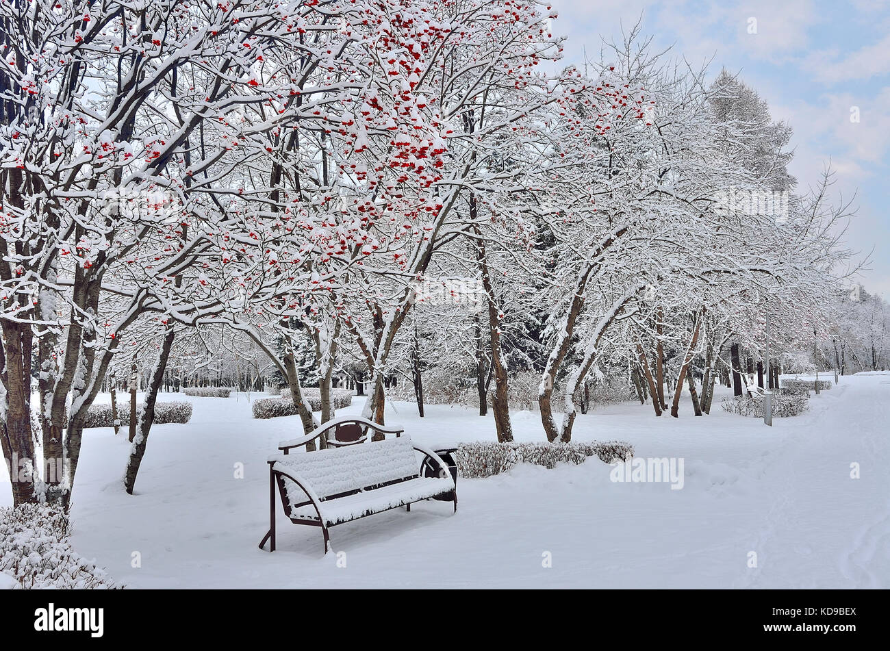 Winterlandschaft im City Park nach Schneefall mit Schnee Bank unter dem vogelbeere Baum mit leuchtend roten Beeren bedeckt Stockfoto