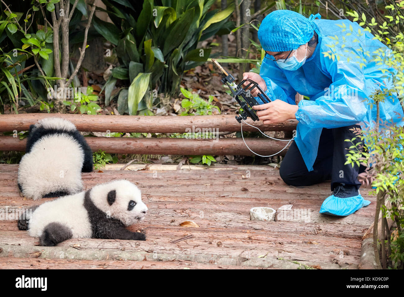 Chengdu, China - September 28, 2017: der Journalist Dreharbeiten baby Pandas erste öffentliche Anzeige in Chengdu Panda Forschungs- und Aufzuchtstation. Stockfoto