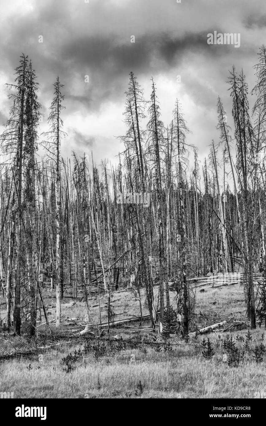 Ausgebrannt pol Lodge pine Bäume am Schlammvulkan, Yellowstone National Park, Wyoming Stockfoto