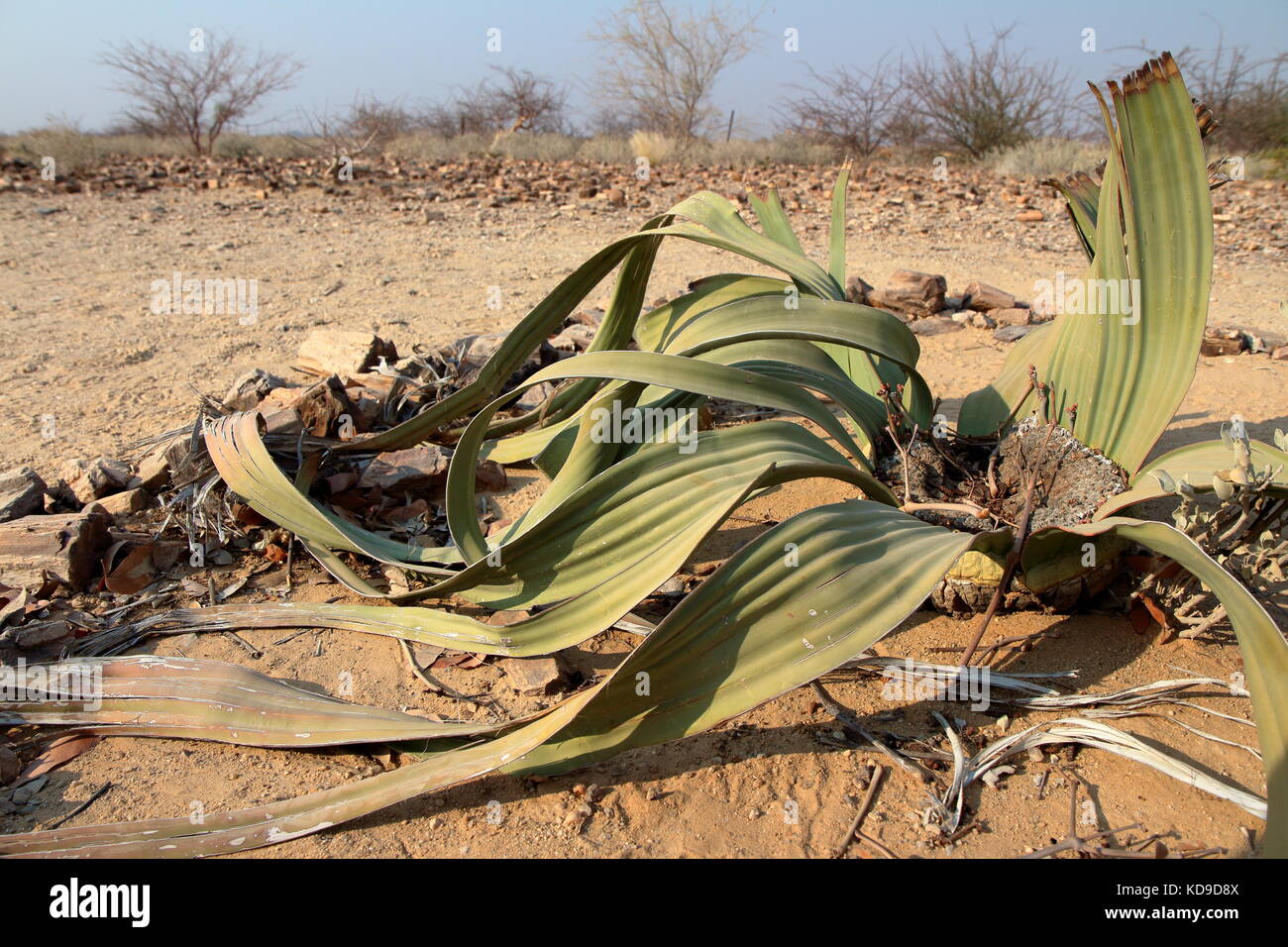 Welwitschia mirabilis ist endemisch von Angola und der Wüste Namib im Südwesten Afrikas. Die beiden Bügel - geformte Blätter haben geschreddert nach vielen Jahrzehnten Stockfoto