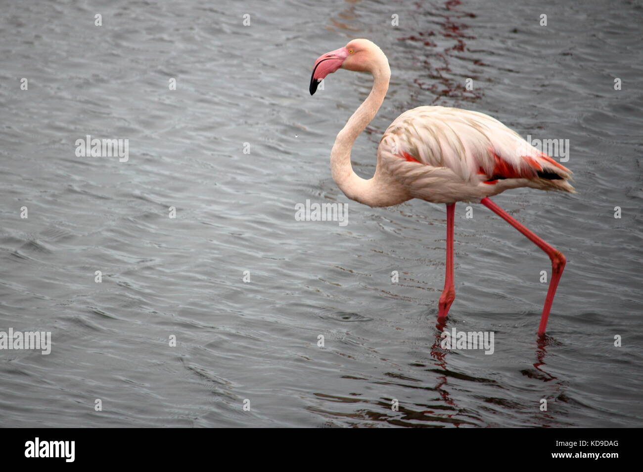 Eine einzelne Flamingo in Walvis Bay, Namibia Stockfoto