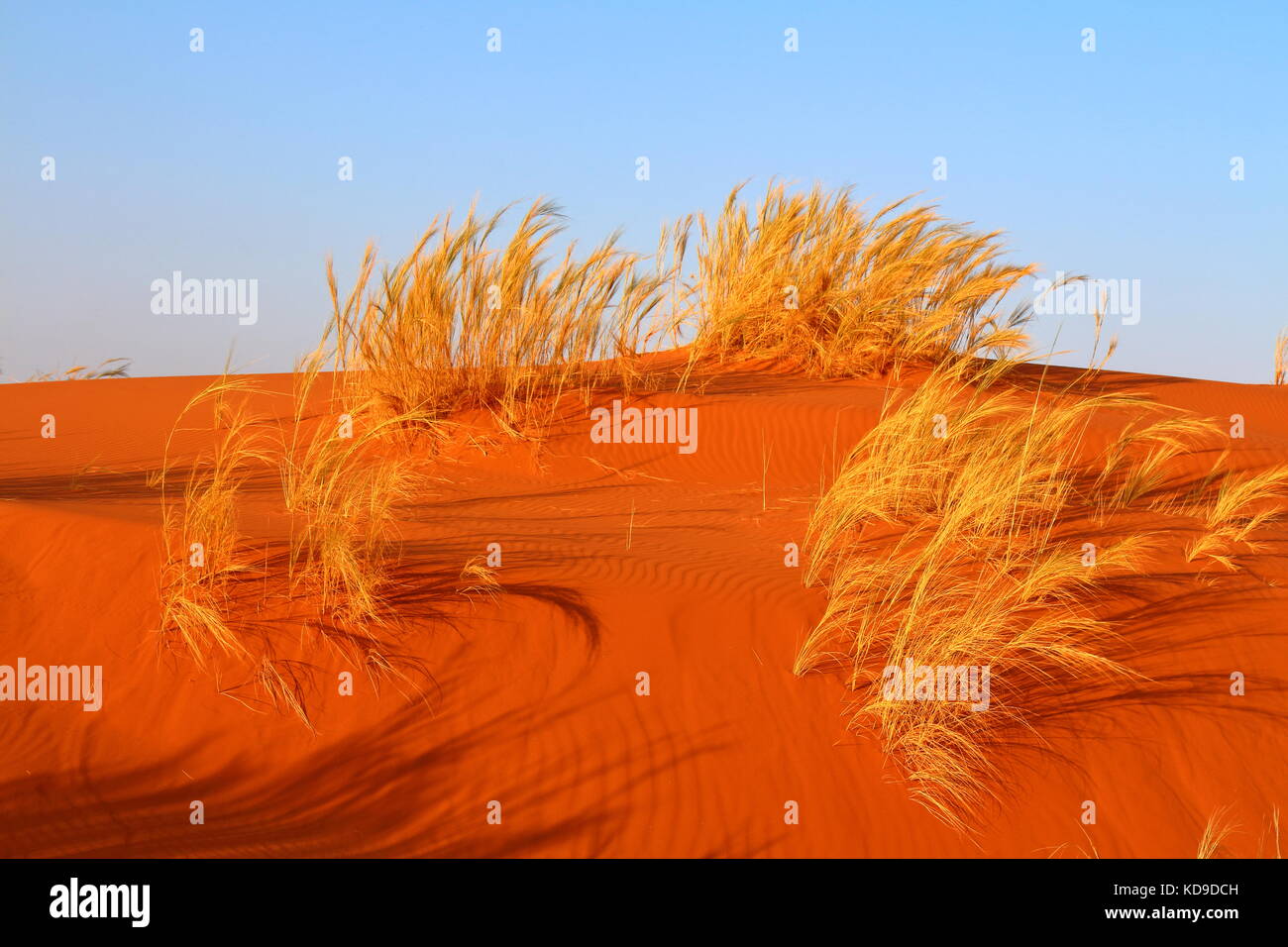 Orange Sand dune mit trockenem Gras über den blauen Himmel. Stockfoto