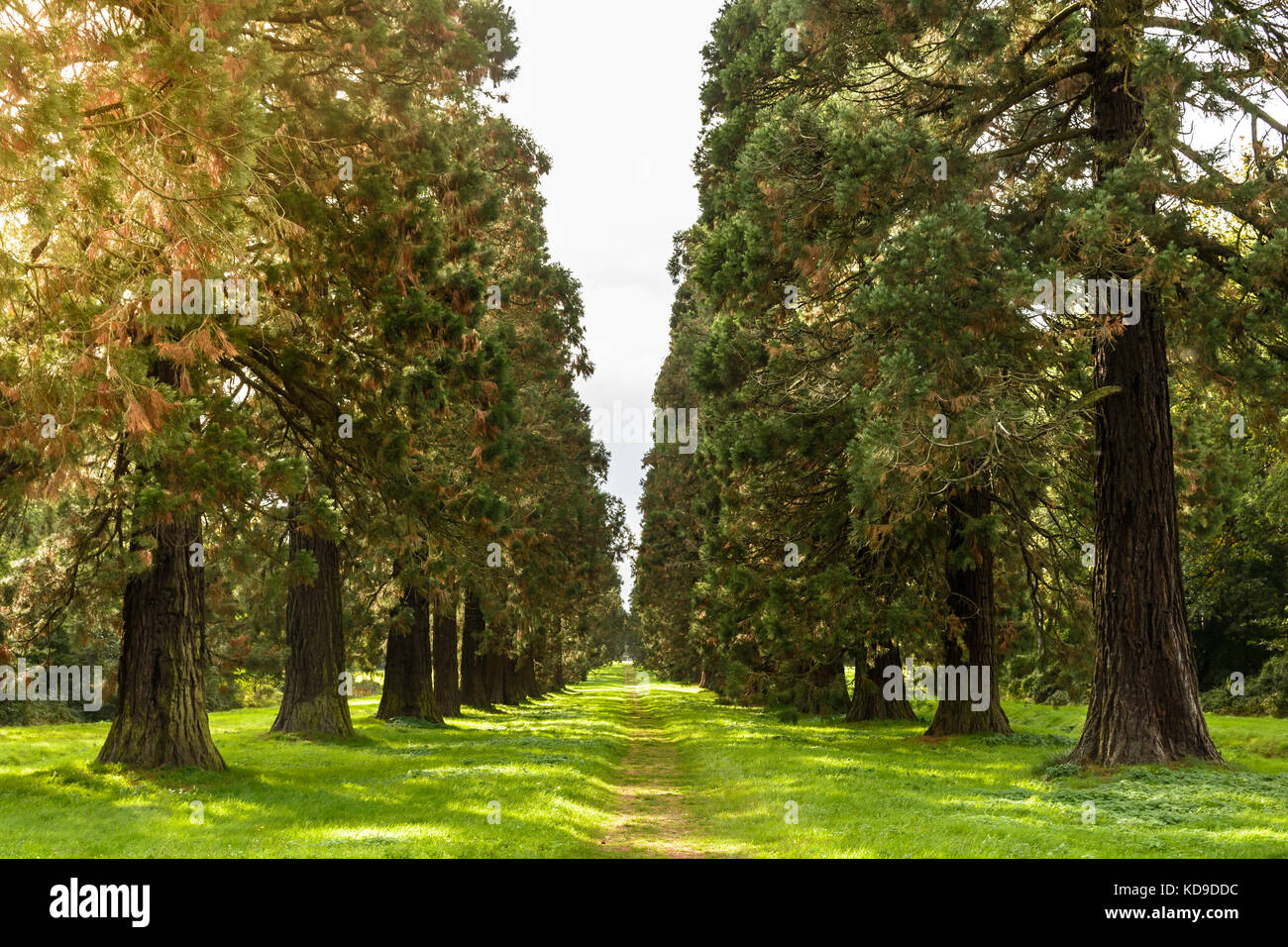 Eine Gasse mit gigantischen Sequoia Bäumen bei Sonnenuntergang begrenzt. Stockfoto