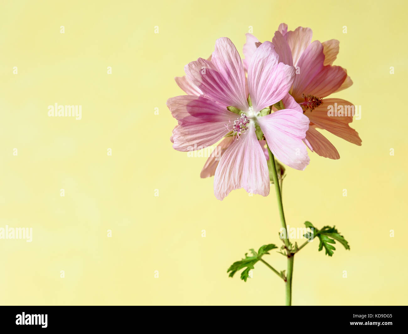 Malve rosa Blüten mit fünf Blütenblätter auf einem grünen Stiel mit zwei Blättern unter einem weiches Tageslicht vor einem gelben Hintergrund. Stockfoto