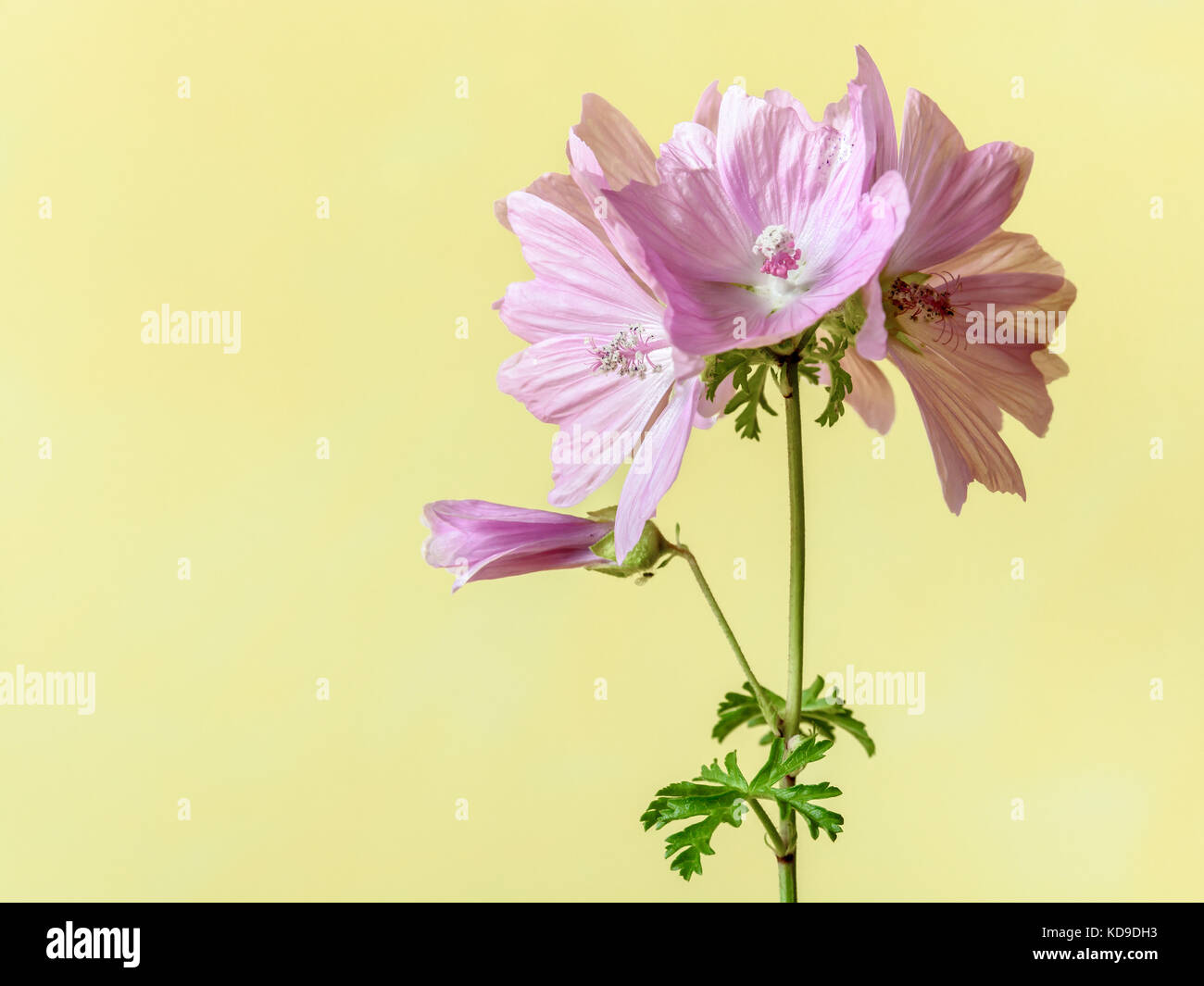 Malve rosa Blüten mit fünf Blütenblätter auf einem grünen Stiel mit zwei Blättern unter einem weiches Tageslicht vor einem gelben Hintergrund. Stockfoto