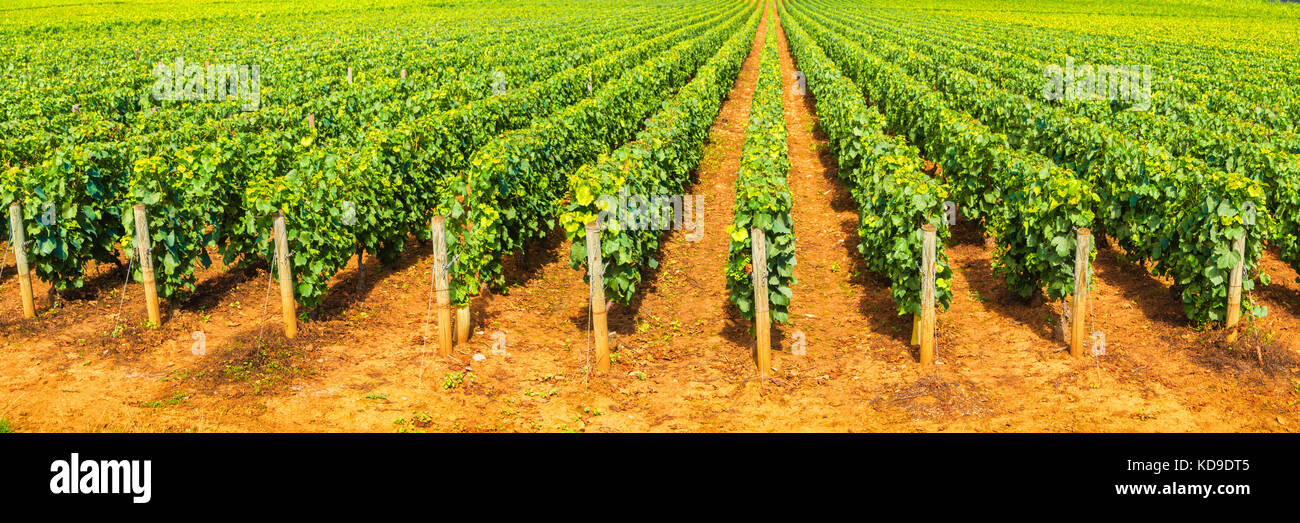 Weinberge in Burgund, Frankreich Stockfoto