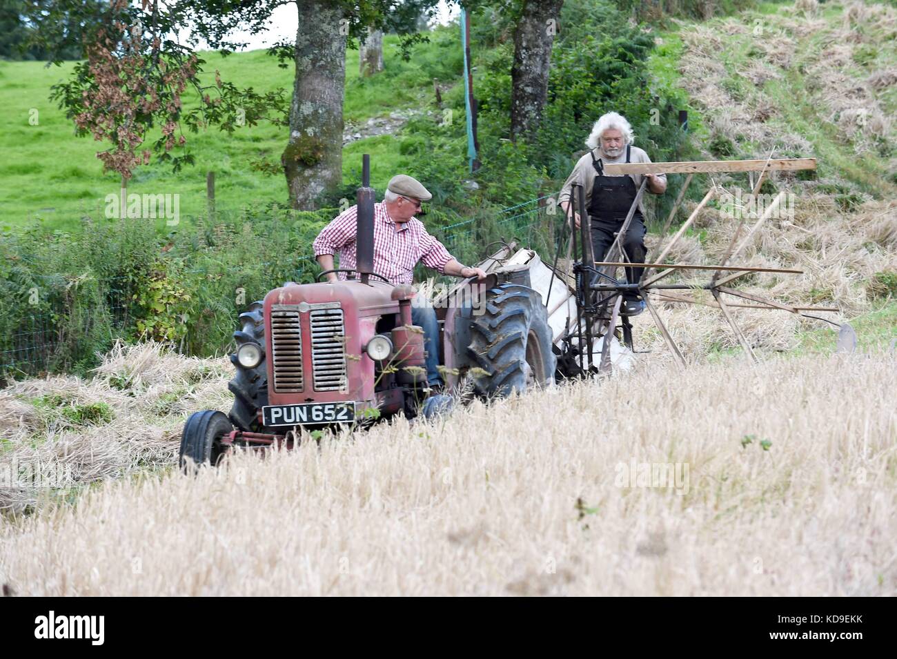 Traditionelle Mais schneiden und vintage Anzeige durch die nationalen vintage Traktor und Motor Club meirionnydd Rees aled von dailly auf einem David Brown 900 1957 Stockfoto