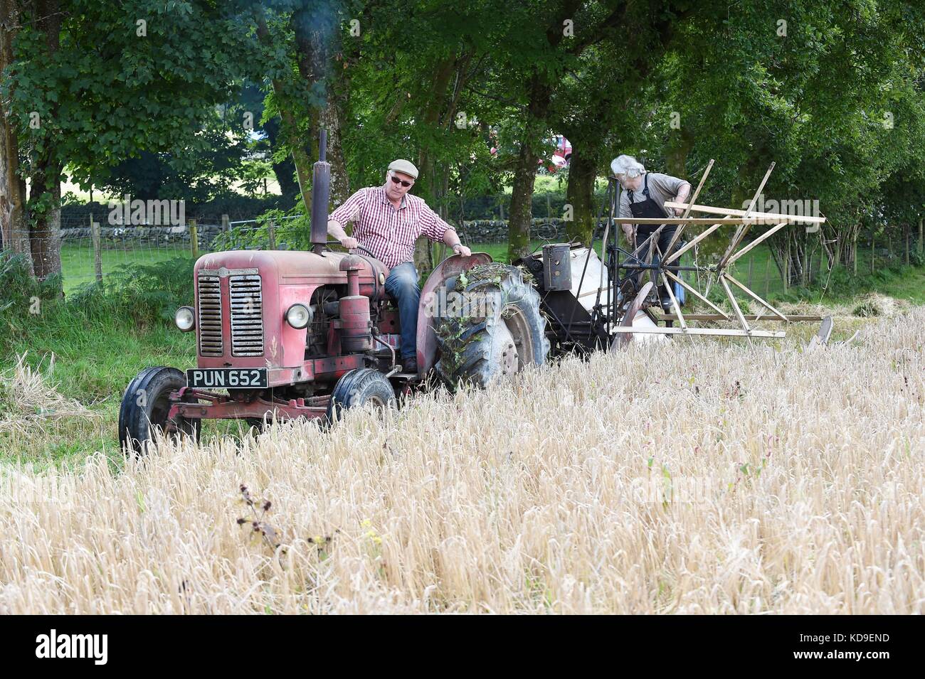 Traditionelle Mais Schneiden und Vintage Anzeige durch die nationalen Vintage Traktor und Motor Club Meirionnydd Rees Aled von dailly auf einem David Brown 900 1957 Stockfoto