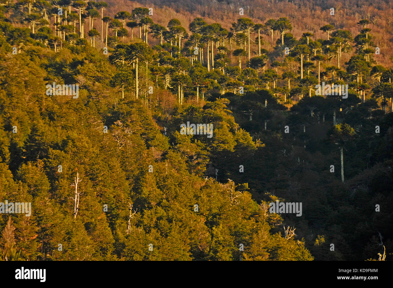 Araucaria Bäume, Wälder Stockfoto