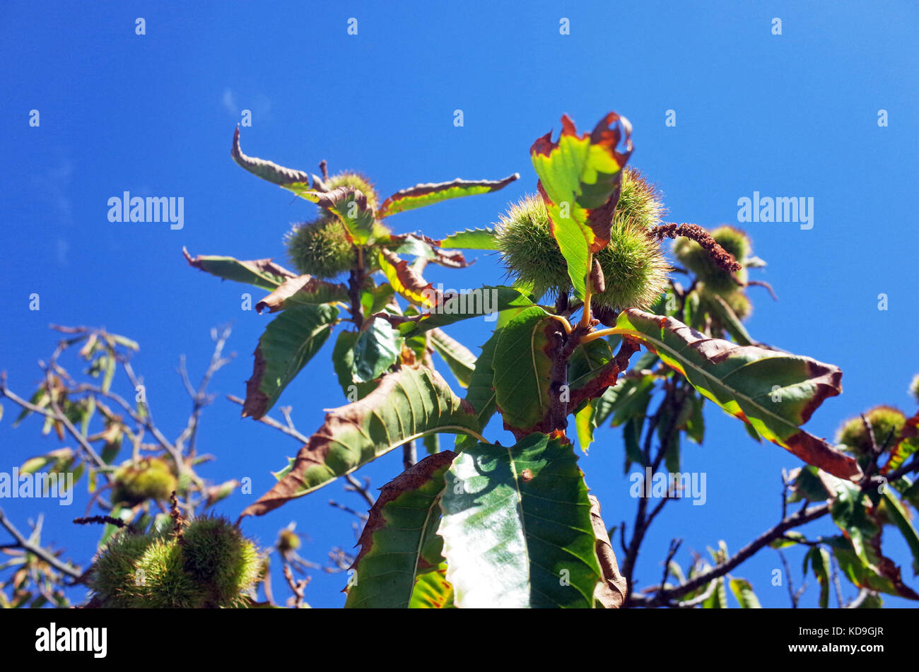 Kastanienbaum in Sardinien Stockfoto