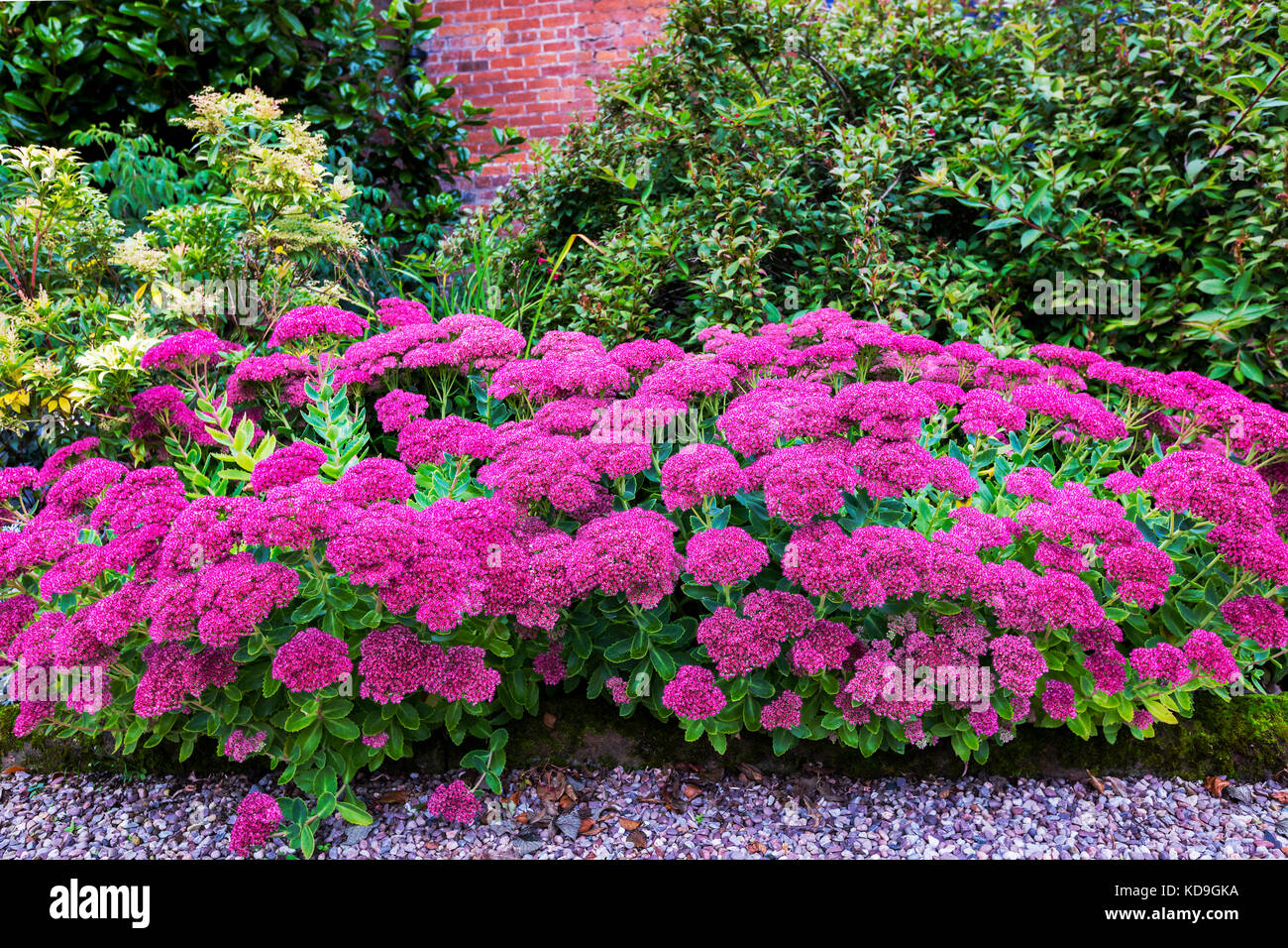 Lila sedum Fotos und Bildmaterial in hoher Auflösung Alamy