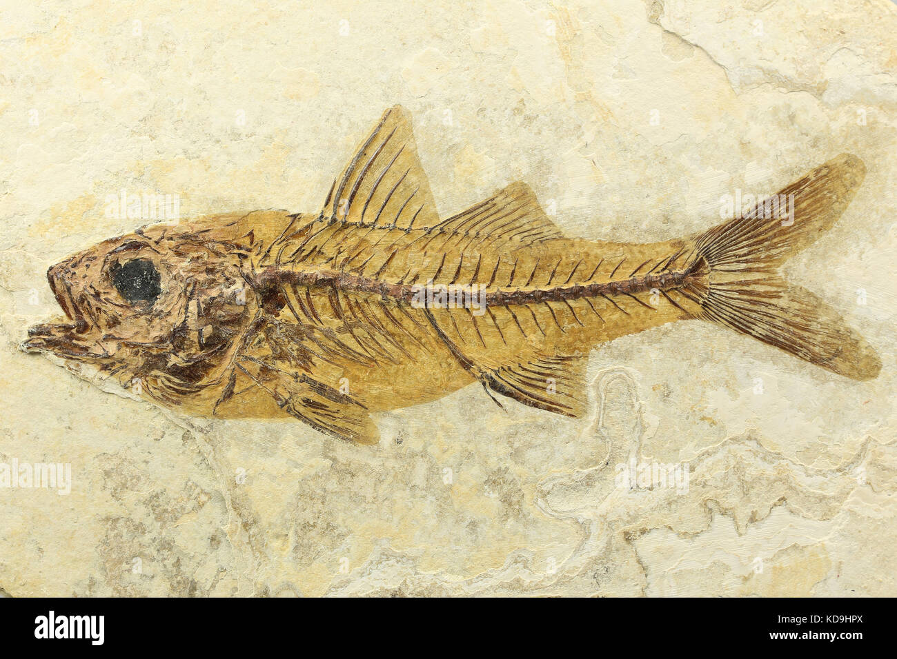 Dapalis macrurus Fossile Fische aus Aix-en-Provence, Frankreich Stockfoto