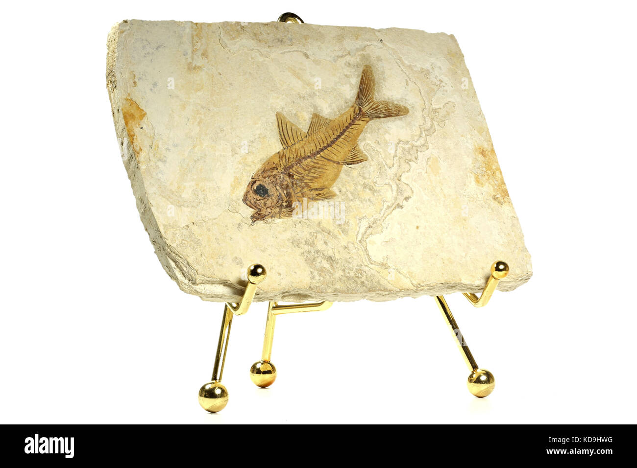 Dapalis macrurus Fossile Fische aus Aix-en-Provence, Frankreich Stockfoto