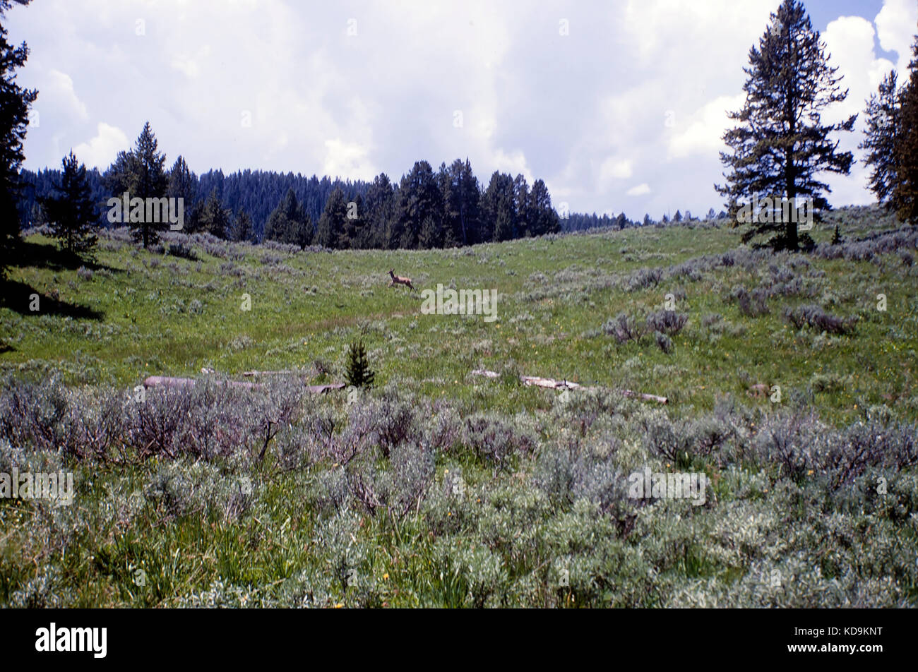 Springende Hirsche in der Wüste Stockfoto