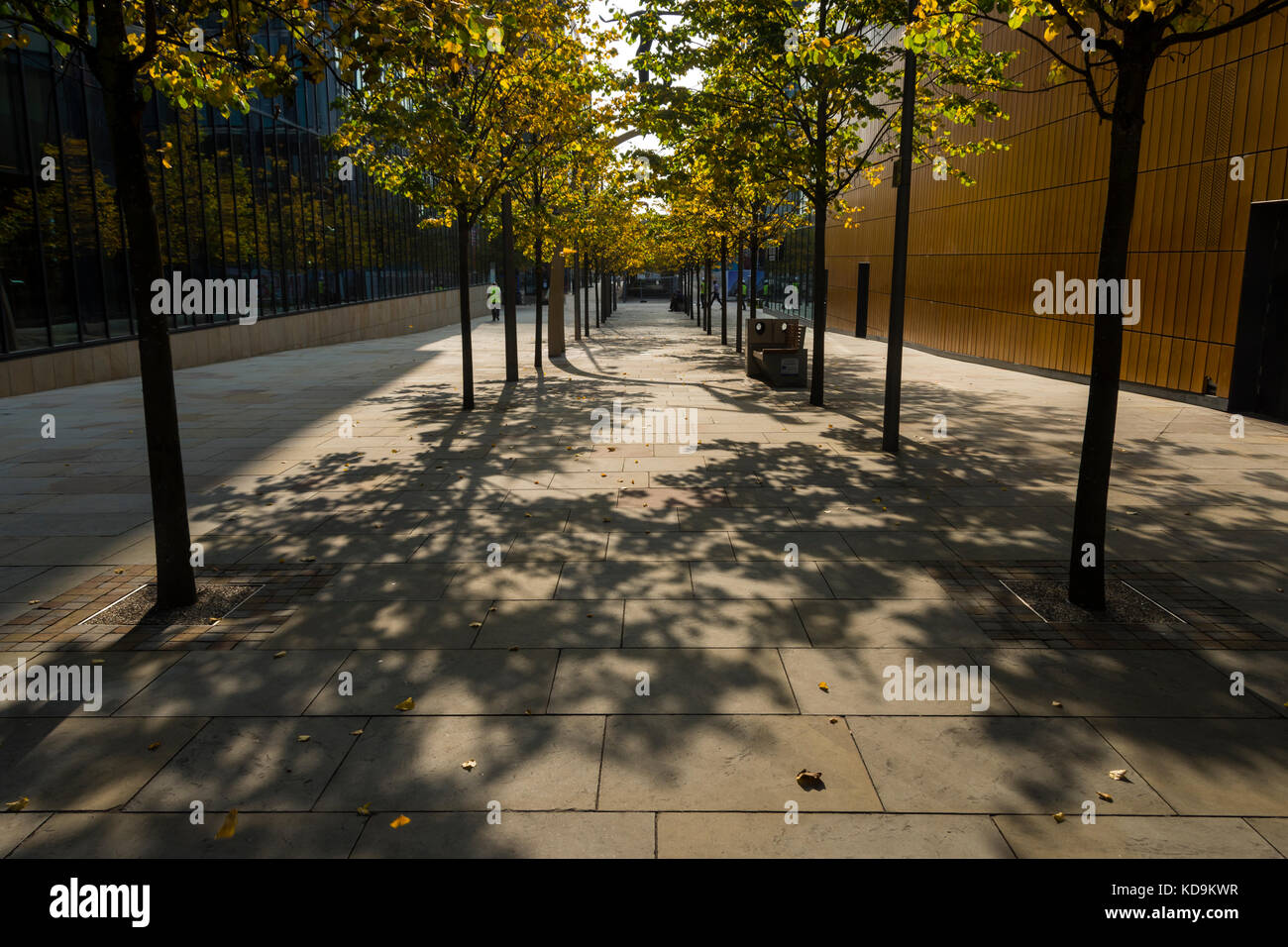 Bäume und Schatten in der First Street, Manchester, England, Großbritannien Stockfoto