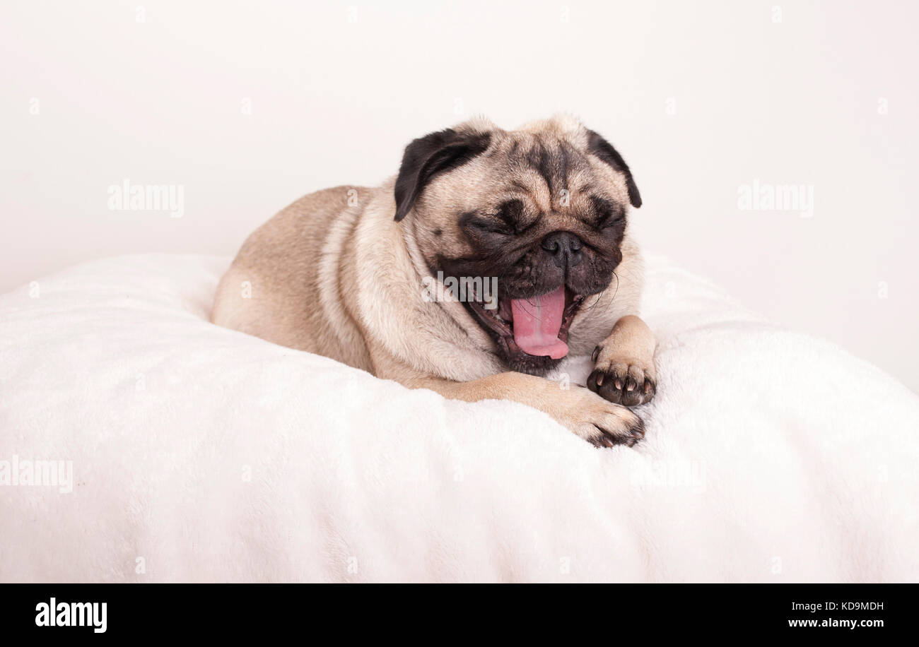 Süße Mops Welpen Hund liegend Gähnen auf Fuzzy Decke Stockfoto