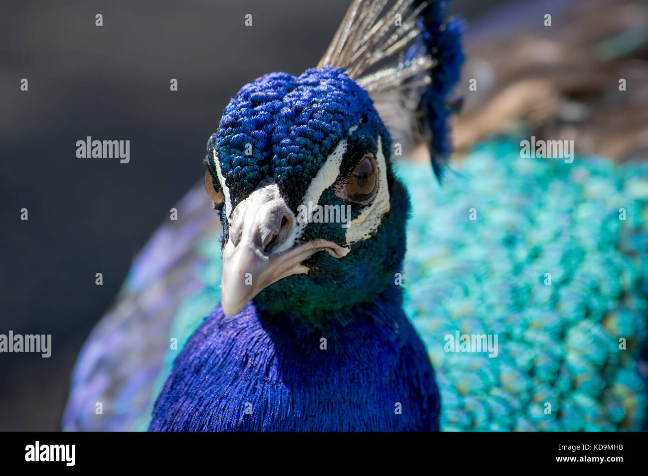 Peacock Porträt aus der nähe von Wingham Wildlife Park fotografiert. Stockfoto
