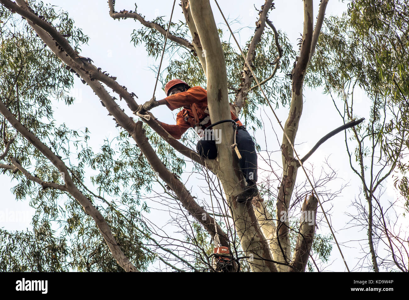 Sao Paolo, Brasilien. 11 Okt, 2017. Gemeinde Arbeiter die Beschneidung der Baum Ausbau in Manuel Vaz de Toledo Platz nehmen, in der Vila Mariana Nachbarschaft, südlich von Sao Paulo, an diesem Mittwoch (11) Credit: Alf Ribeiro/alamy leben Nachrichten Stockfoto