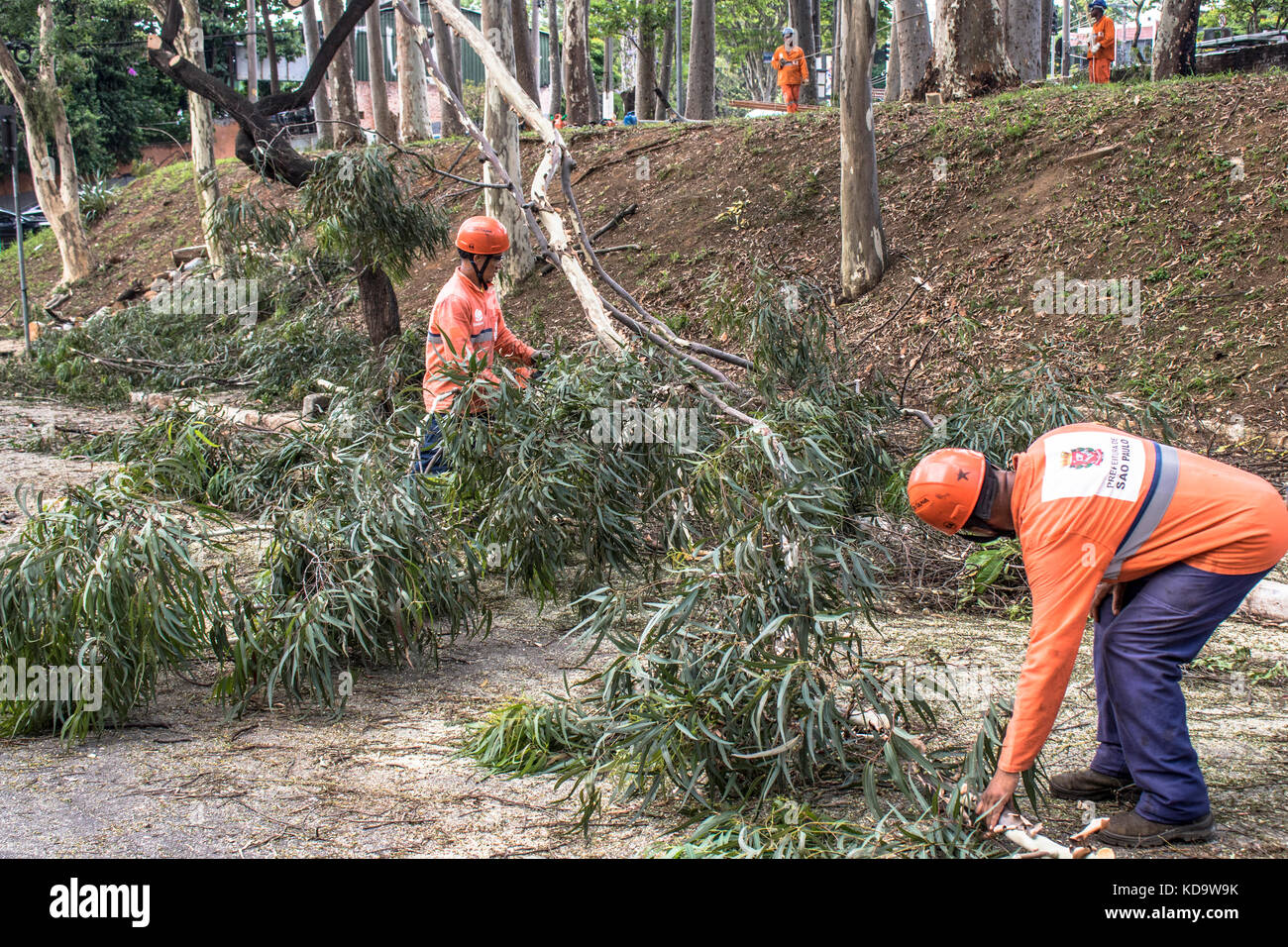 Sao Paolo, Brasilien. 11 Okt, 2017. Gemeinde Arbeiter die Beschneidung der Baum Ausbau in Manuel Vaz de Toledo Platz nehmen, in der Vila Mariana Nachbarschaft, südlich von Sao Paulo, an diesem Mittwoch (11) Credit: Alf Ribeiro/alamy leben Nachrichten Stockfoto