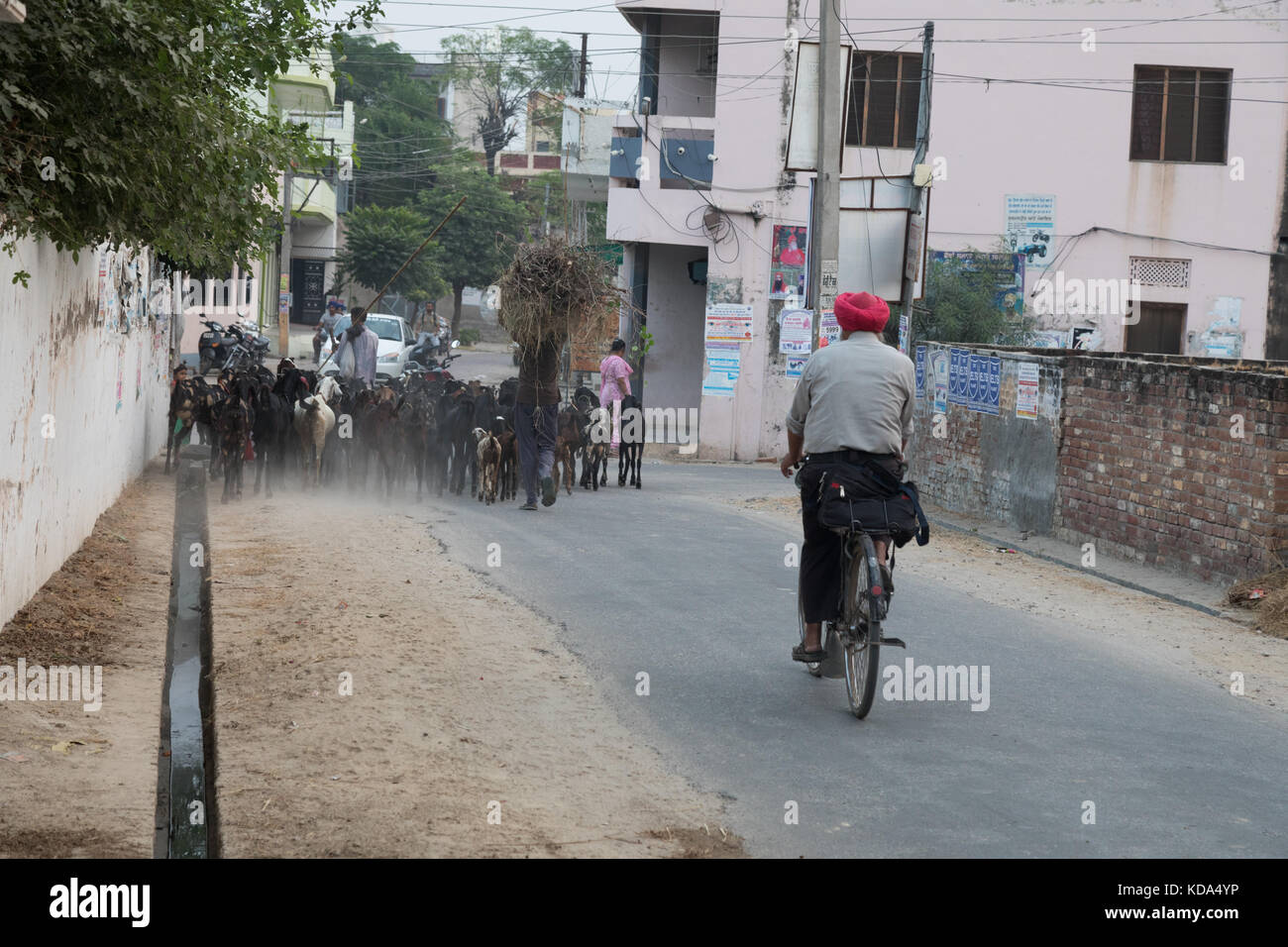 Shankar, panjab, Indien. 12. Oktober 2017. Ziegen durch einen ländlichen indischen Dorf. Credit: wansfordphoto/alamy leben Nachrichten Stockfoto