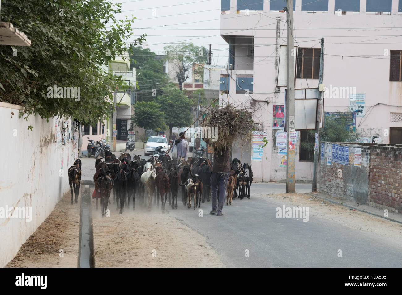 Shankar, panjab, Indien. 12. Oktober 2017. Ziegen durch einen ländlichen indischen Dorf. Credit: wansfordphoto/alamy leben Nachrichten Stockfoto