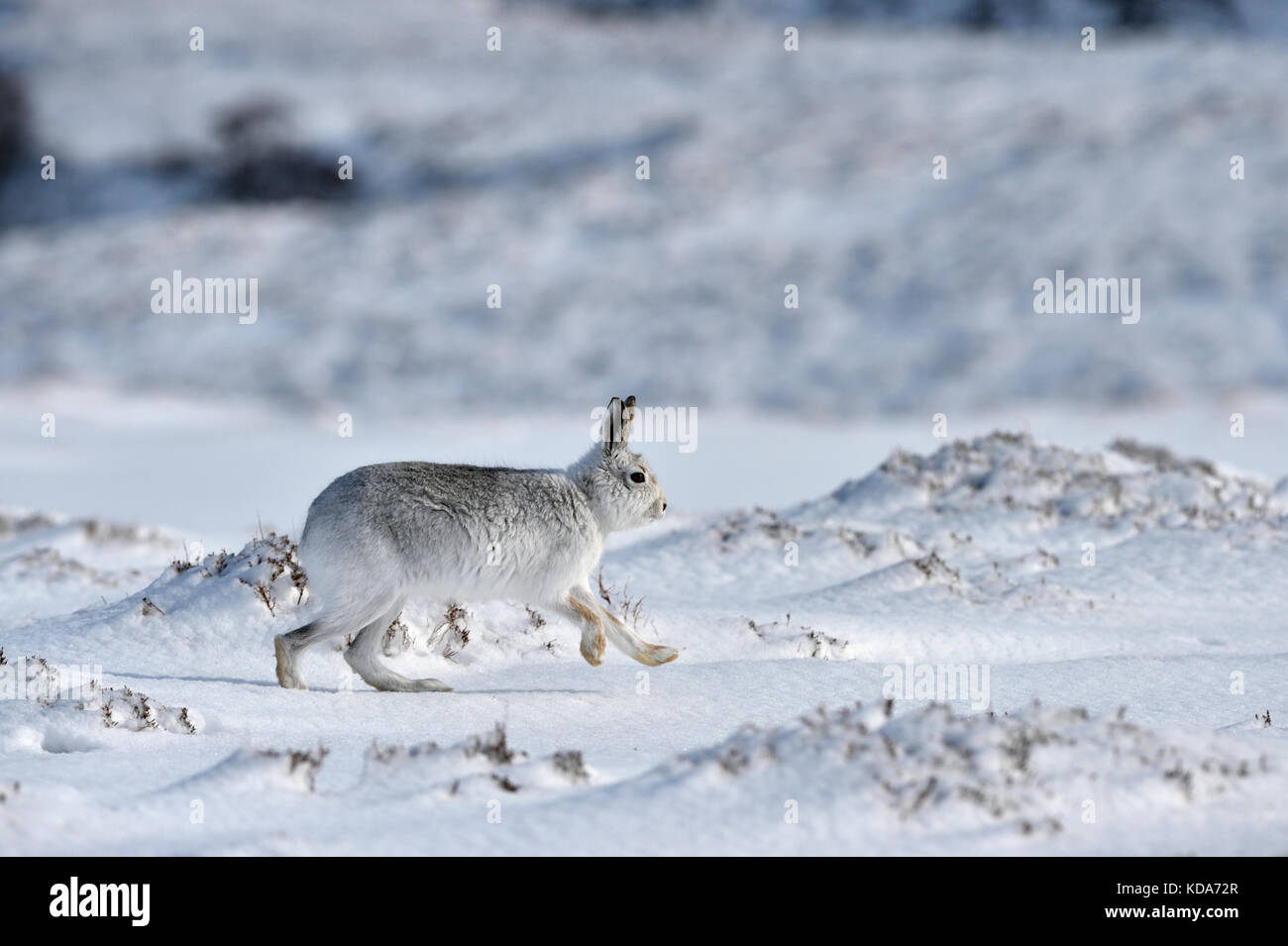 Schneehase (Lepus timidus) Großbritannien Stockfoto