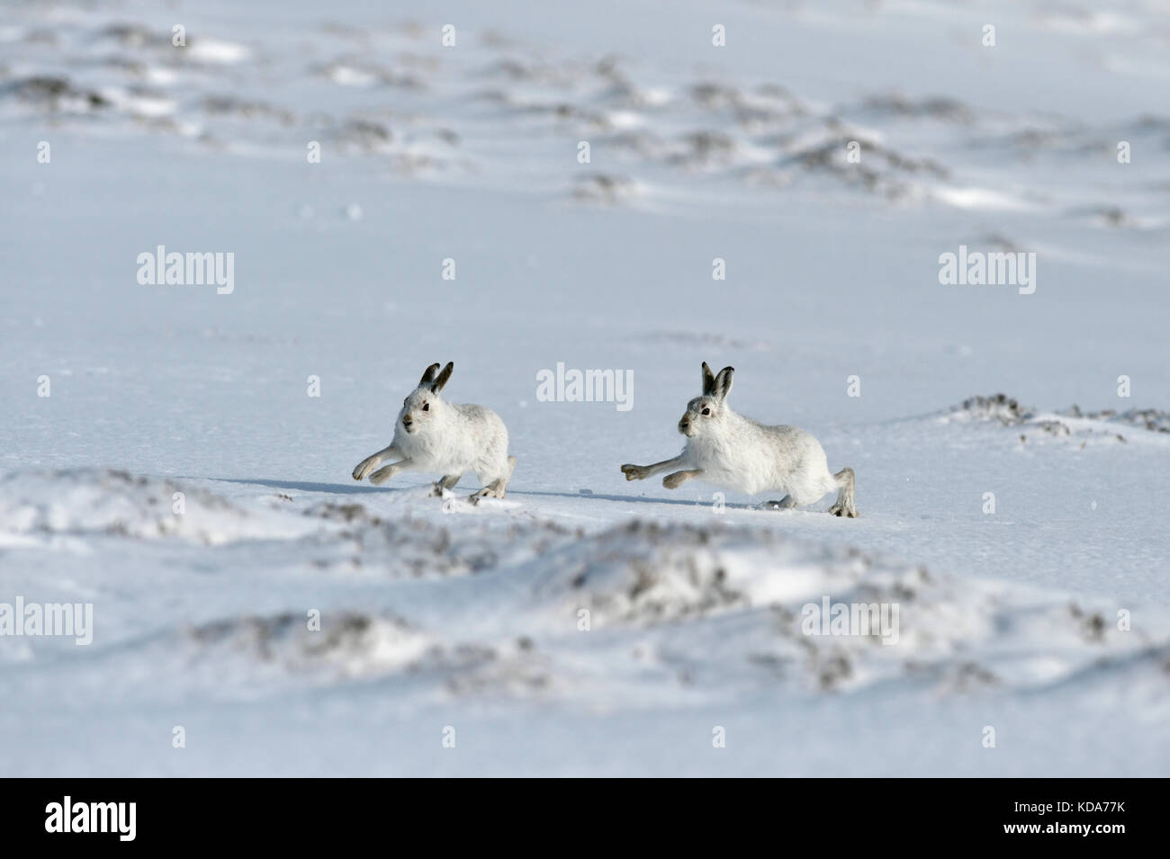 Schneehase (Lepus timidus) Großbritannien Stockfoto