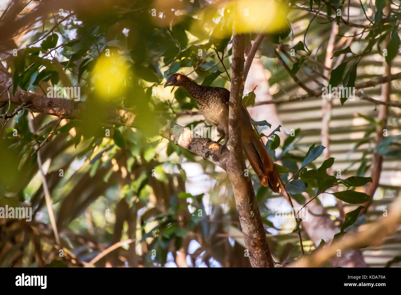 "Aracuã-de-barriga-Branca (ortalis araucuan) fotografado em Linhares, Espírito Santo Nordeste do Brasil. b... Mata Atlântica. registro feito em201 Stockfoto