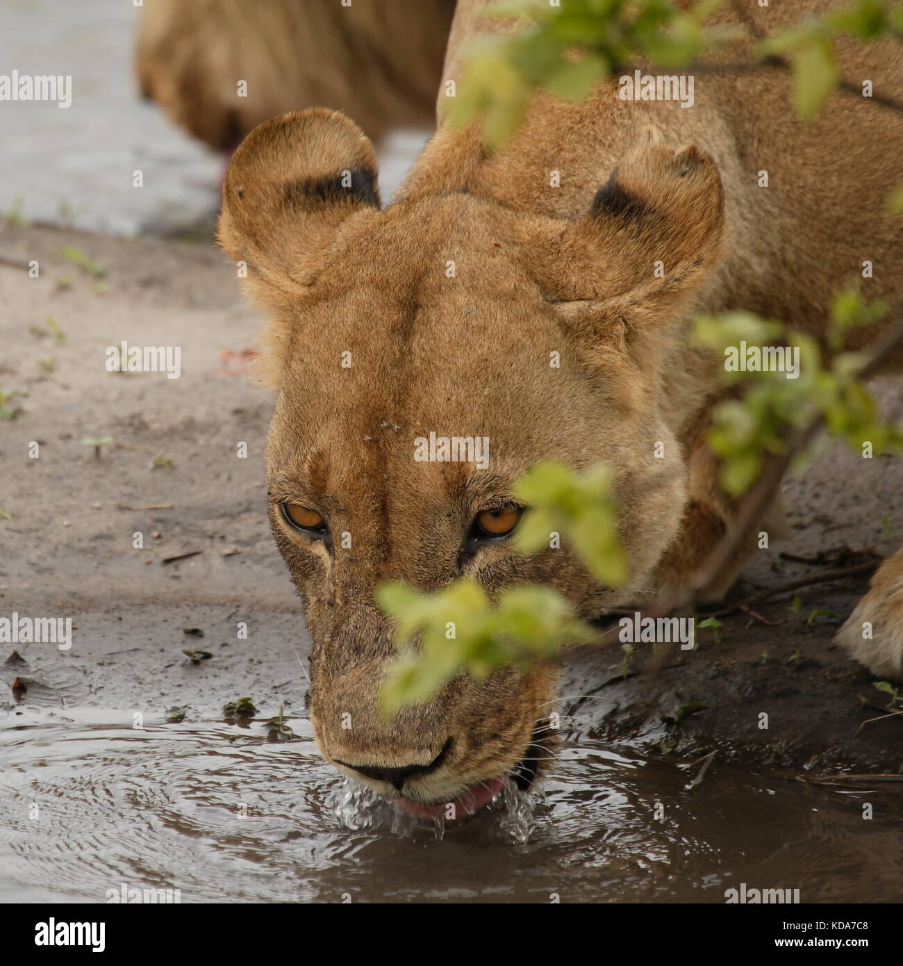 Löwin Botswana Trinken Stockfoto