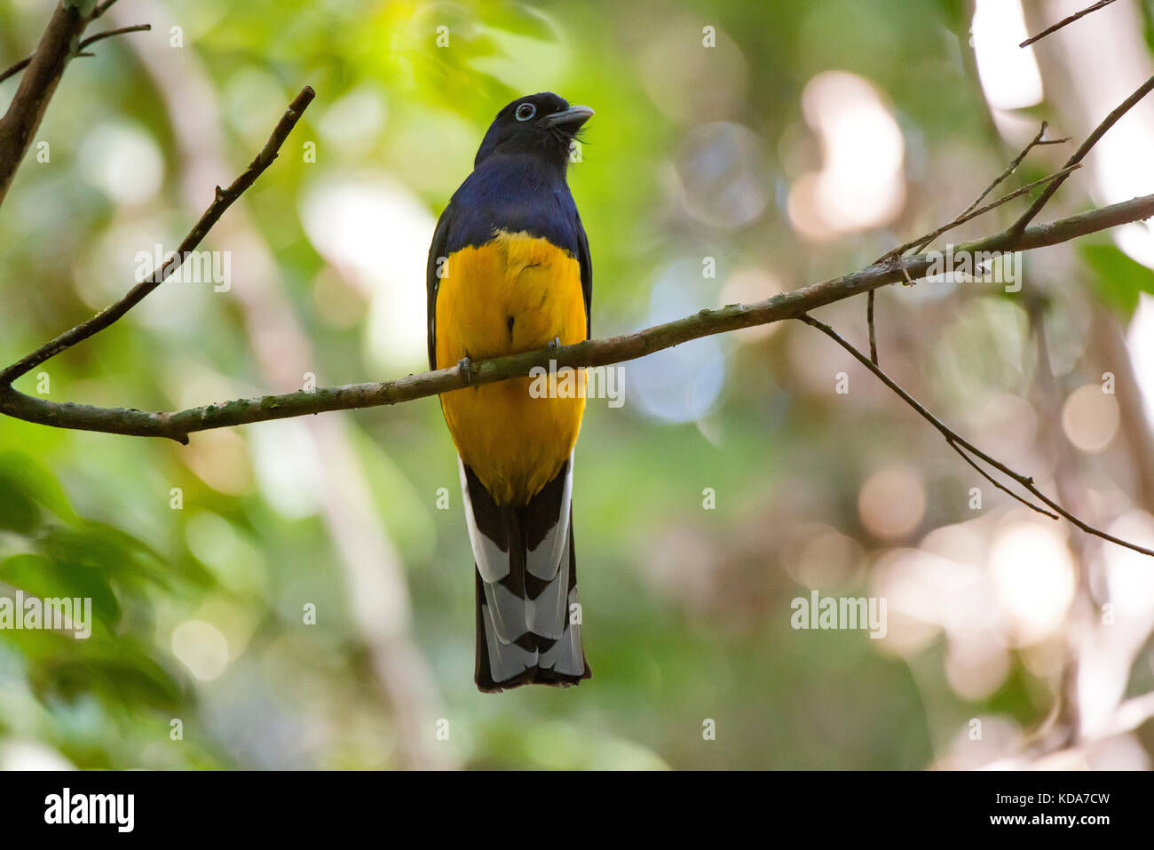 'Surucuá-grande-de-barriga-amarela fêmea (Trogon viridis) fotografado em Linhares, Espírito Santo - Sudeste do Brasil. Bioma Mata Atlântica. Registrierung Stockfoto