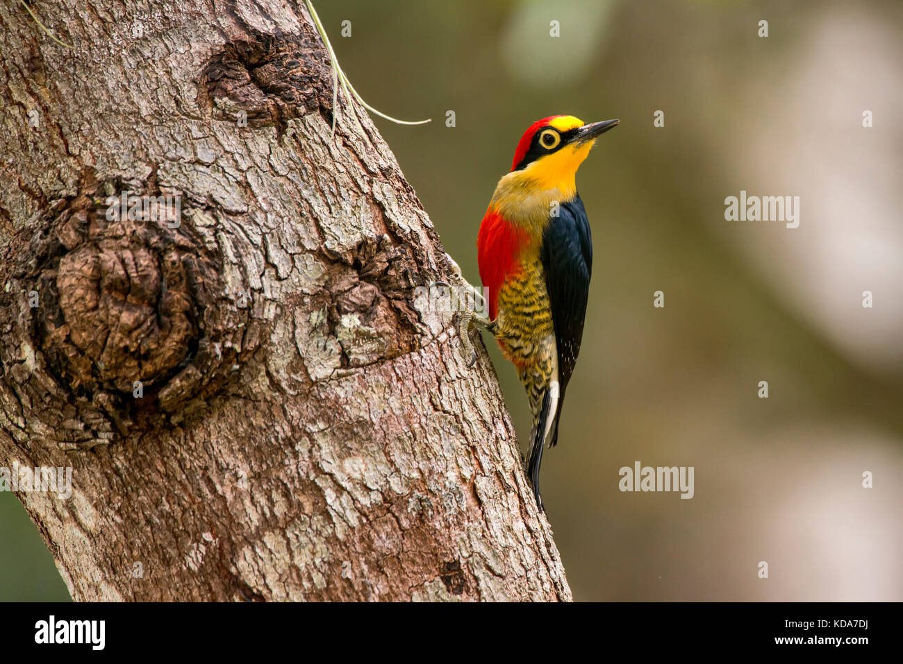 'Benedito-de-testa-amarela (Melanerpes flavifrons) fotografado em Linhares, Espírito Santo - Sudeste do Brasil. Bioma Mata Atlântica. Registro feito Stockfoto