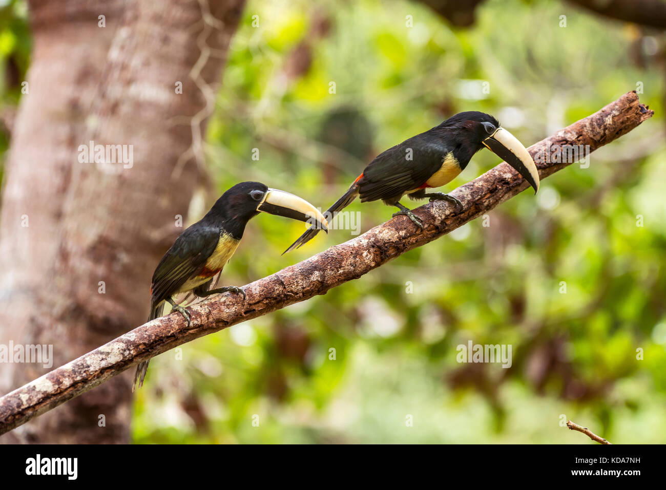 Araçari-de-bico-branco (Pteroglossus aracari) fotografado em Linhares, Espírito Santo - Sudeste do Brasil. Bioma Mata Atlântica. Registro feito em 2 Stockfoto