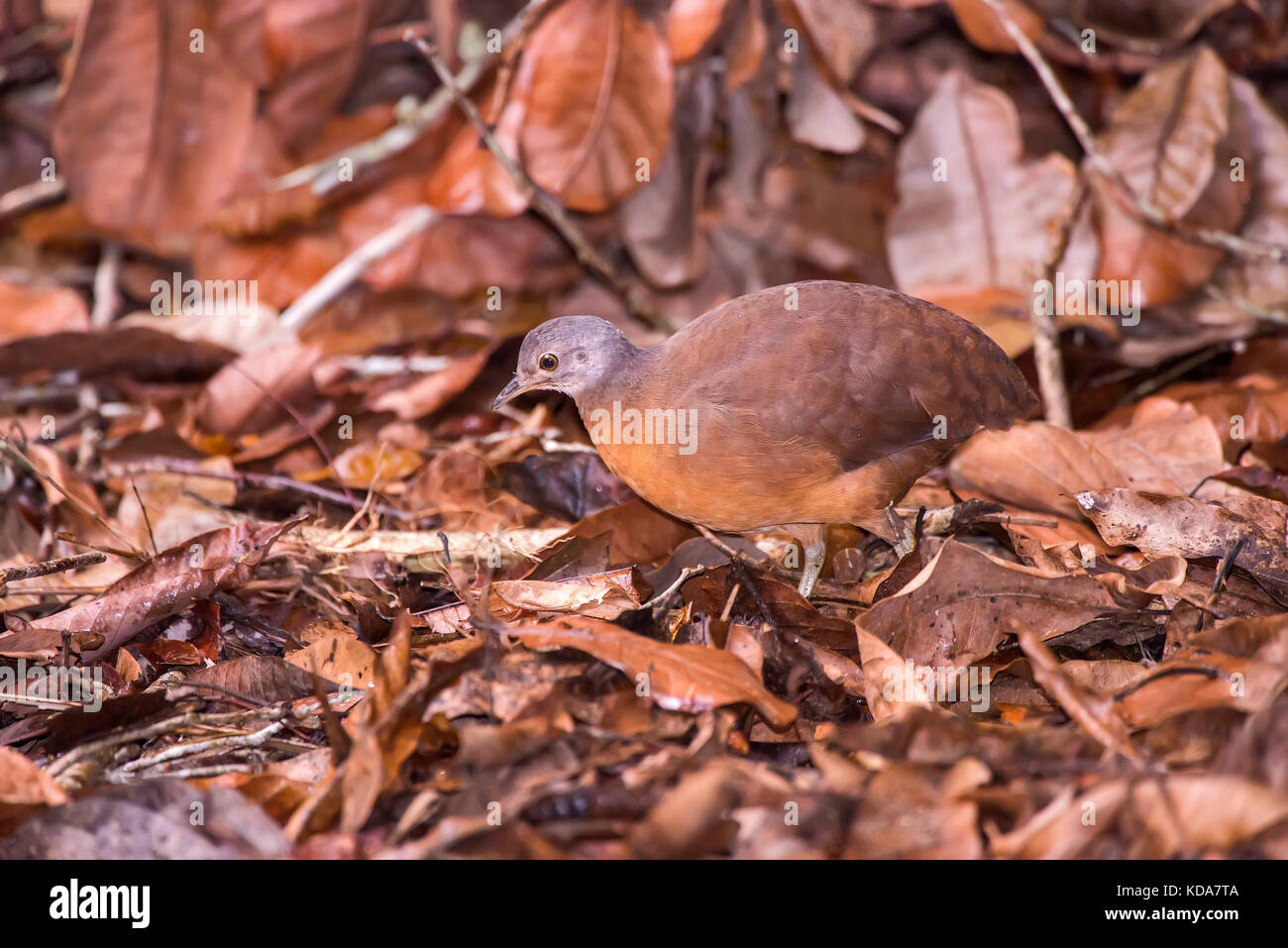 'Tururim (Crypturellus soui) fotografado em Linhares, Espírito Santo - Sudeste do Brasil. Bioma Mata Atlântica. Registrierung für 2013. ENGLISCH: Stockfoto