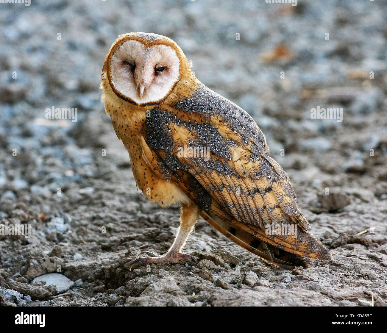 Schleiereule Stockfoto