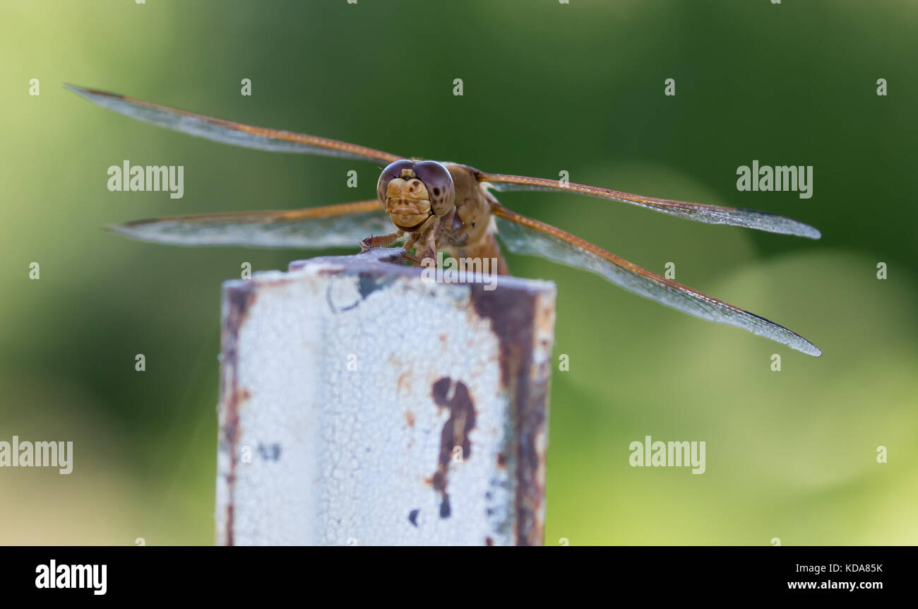 Drachen fliegen Stockfoto