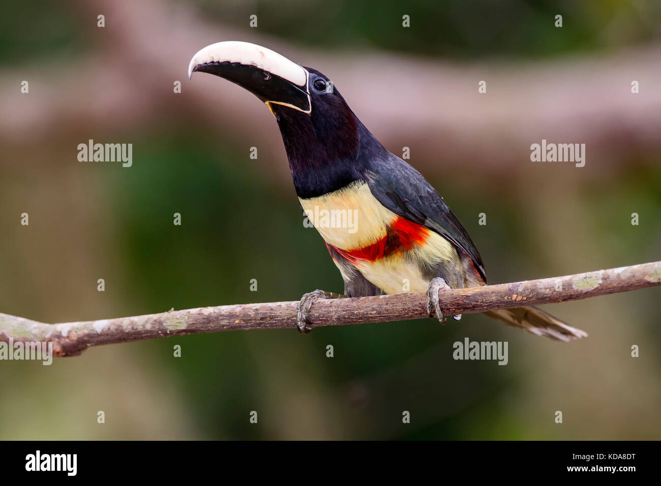 Araçari-de-bico-branco (Pteroglossus aracari) fotografado em Linhares, Espírito Santo - Sudeste do Brasil. Bioma Mata Atlântica. Registro feito em 2 Stockfoto