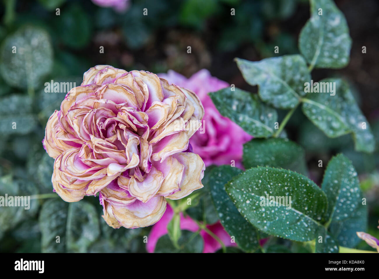 Hintergrund, Rose Bush mit einem welke rose Stockfoto