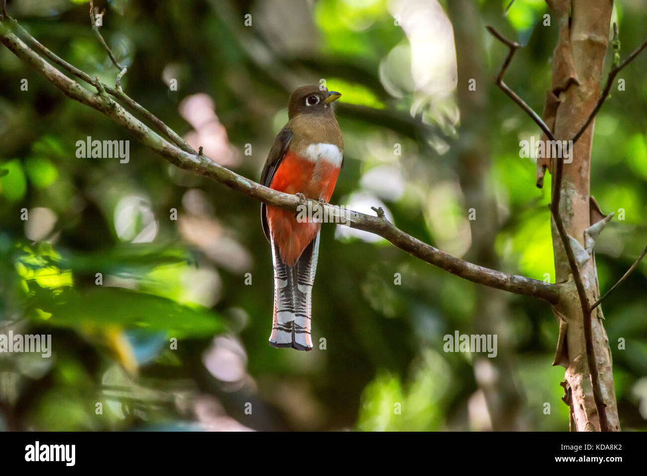 'Surucuá-de-coleira fêmea (Trogon collaris) fotografado em Linhares, Espírito Santo - Sudeste do Brasil. Bioma Mata Atlântica. Registrierung für 2013 Stockfoto