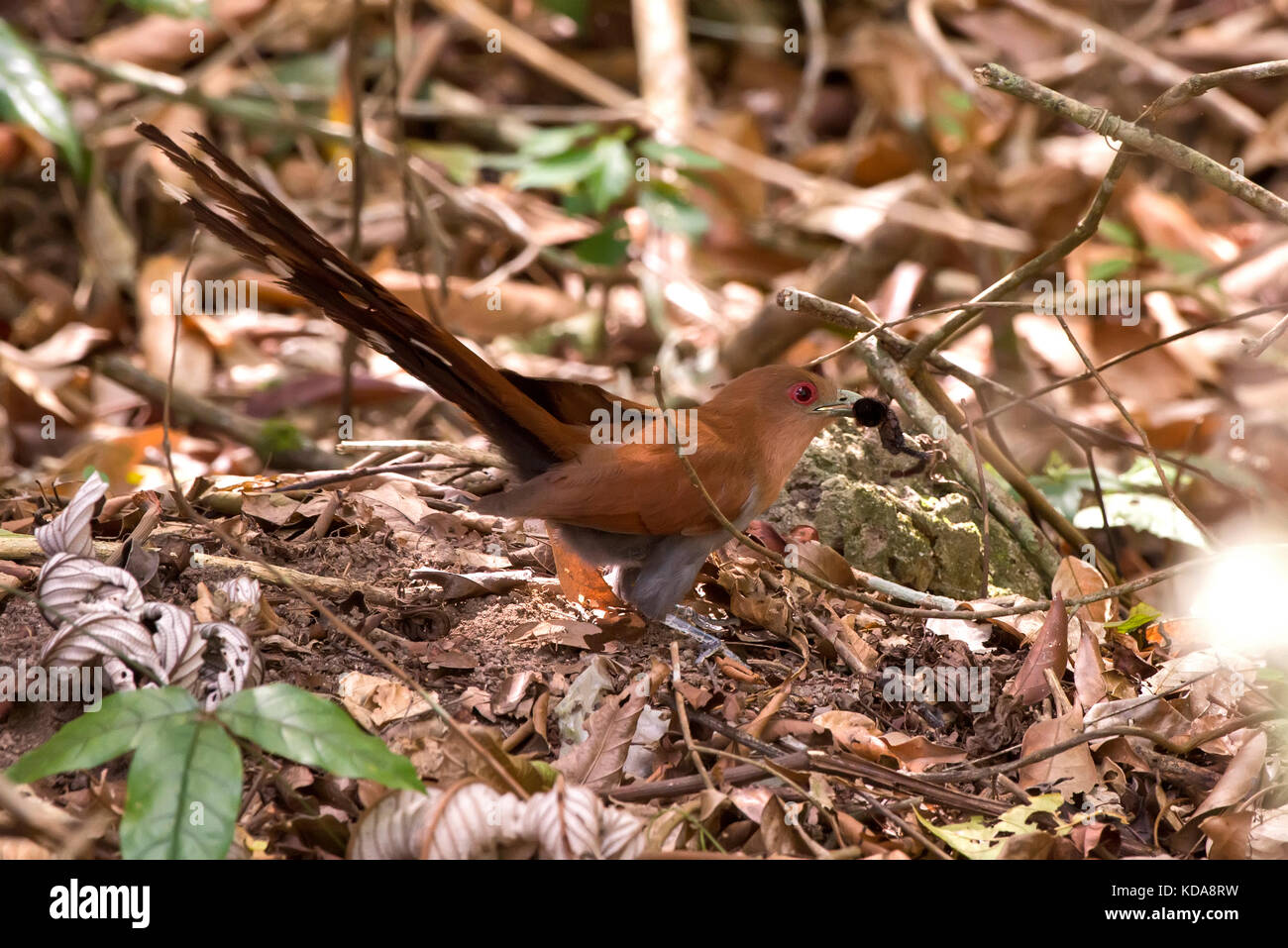 Alma-de-gato (Piaya cayana) fotografado em Linhares, Espírito Santo - Sudeste do Brasil. Bioma Mata Atlântica. Registrierung für 2013. ENGLISCH: Stockfoto