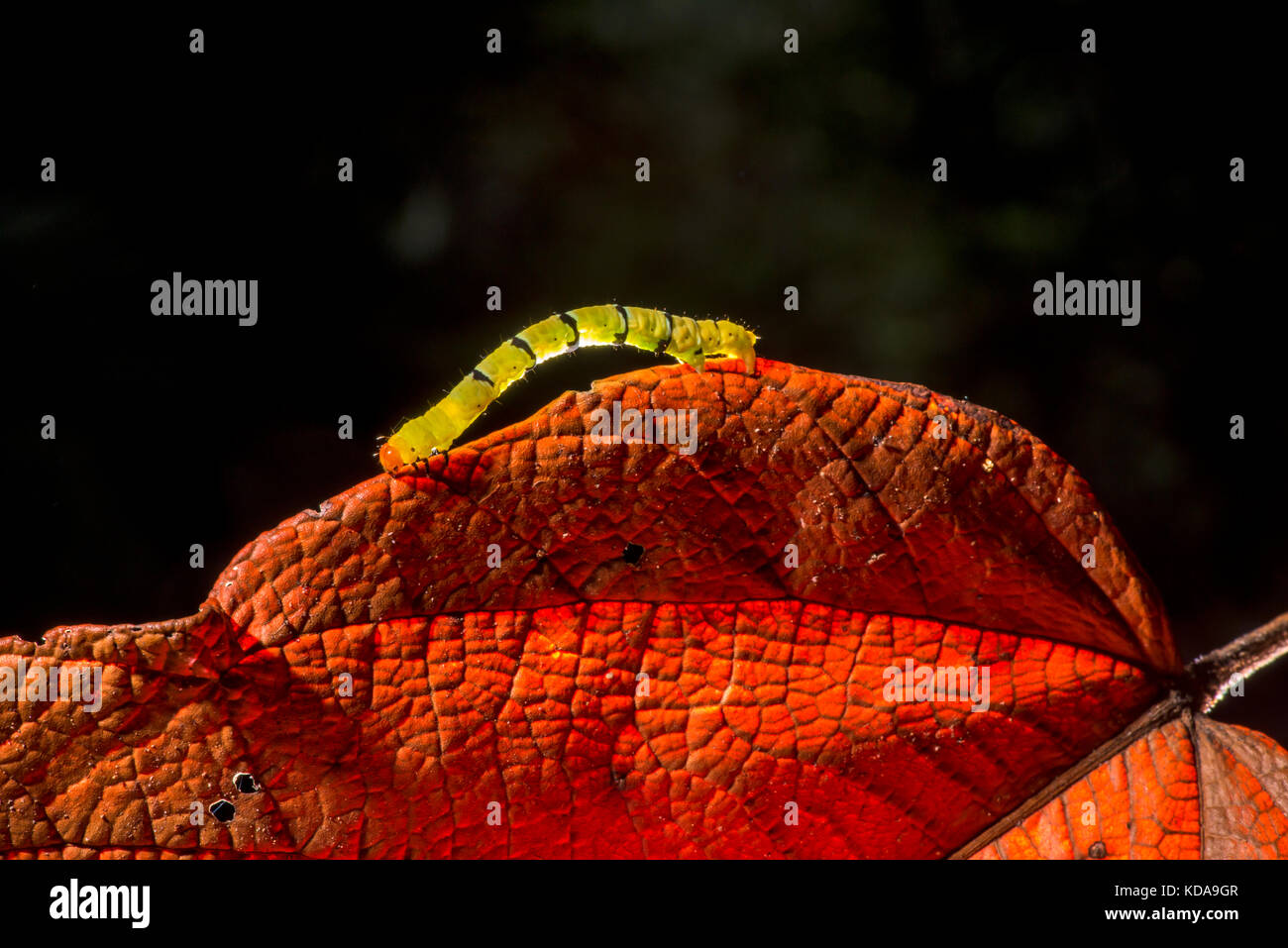 'Lagarta (Lepdoptera) fotografado em Linhares, Espírito Santo - Sudeste do Brasil. Bioma Mata Atlântica. Registrierung für 2013. ENGLISCH: Caterp Stockfoto