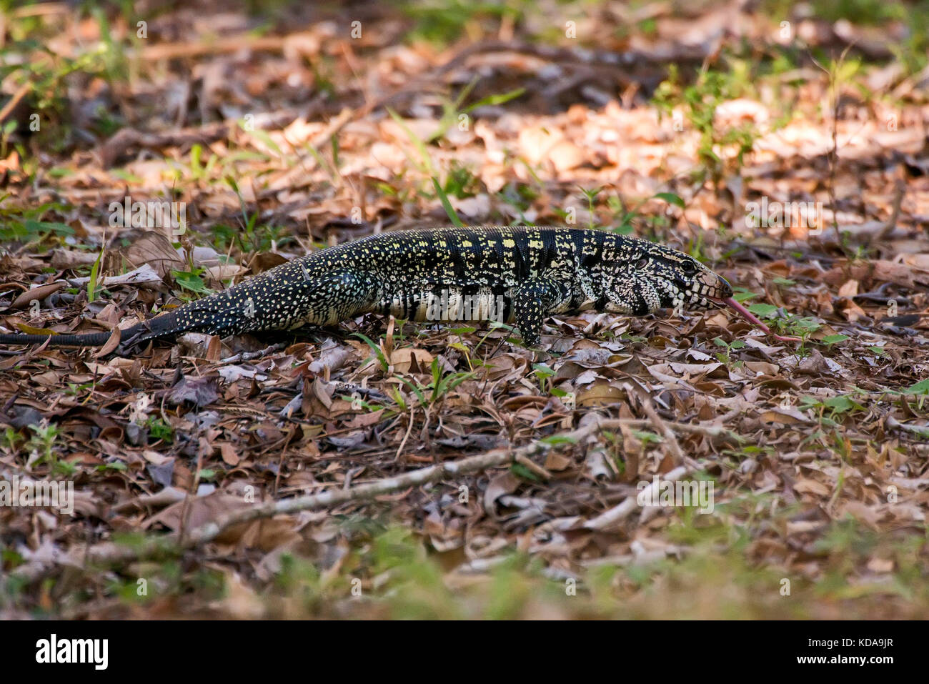 "Teiú (Salvator merianae) fotografado em Linhares, Espírito Santo Nordeste do Brasil. b... Mata Atlântica. registro feito em 2013. Englisch: bl Stockfoto