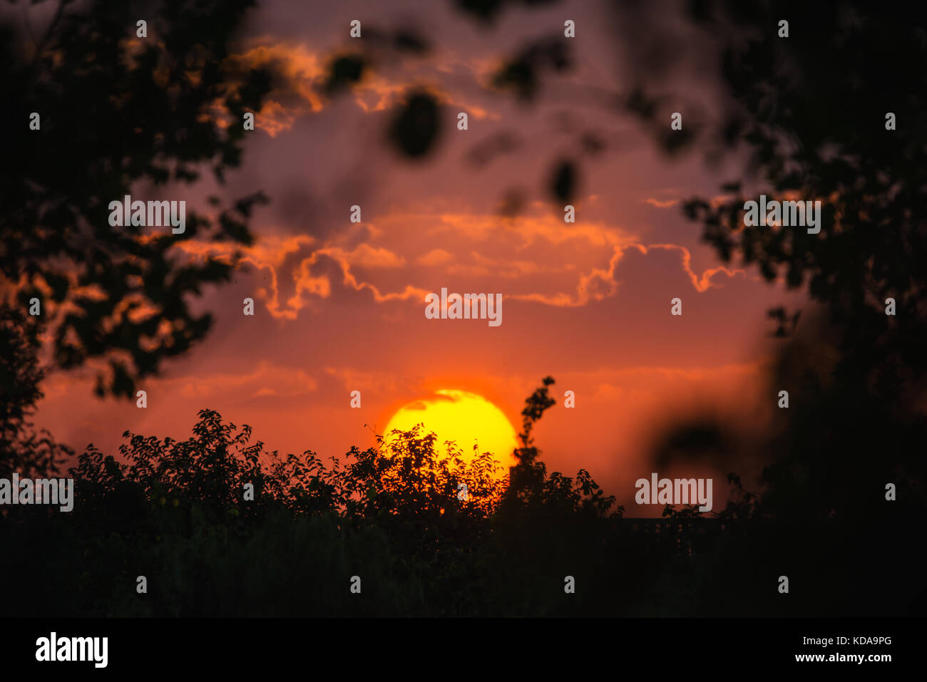 Big Sun auf Sonnenuntergang Dämmerung zwischen den Bäumen. Stockfoto