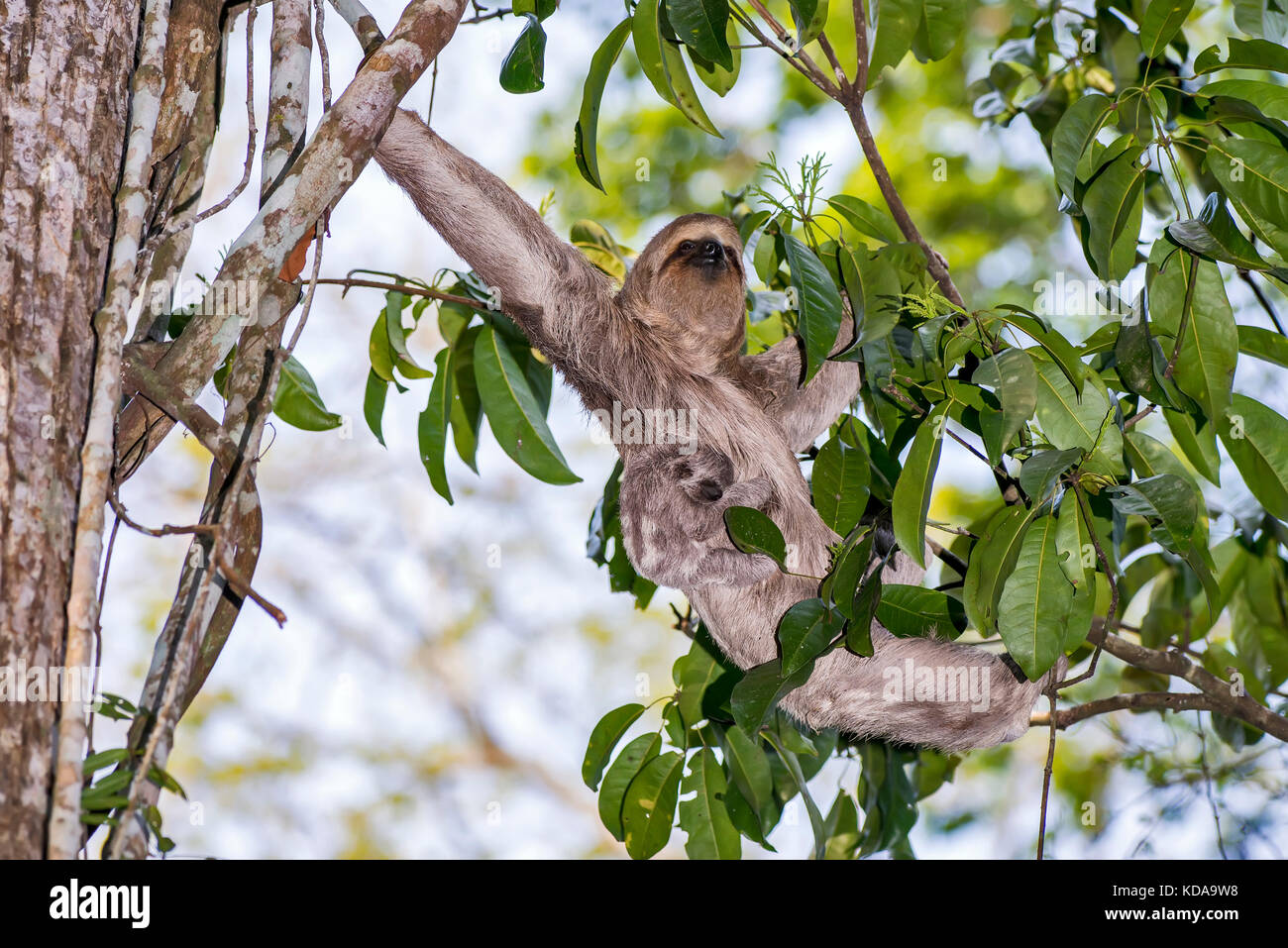 'Preguiça-comum (Bradypus variegatus) fotografado em Linhares, Espírito Santo - Sudeste do Brasil. Bioma Mata Atlântica. Registrierung für 2013. Stockfoto