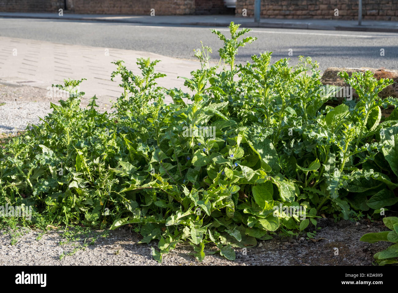 Unkraut wächst durch konkrete am Straßenrand, Nottinghamshire, England, Großbritannien Stockfoto