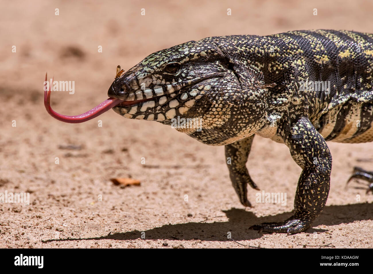 "Teiú (Salvator merianae) fotografado em Linhares, Espírito Santo - Sudeste do Brasil. Bioma Mata Atlântica. Registro feito em 2013. ENGLISCH: BL Stockfoto