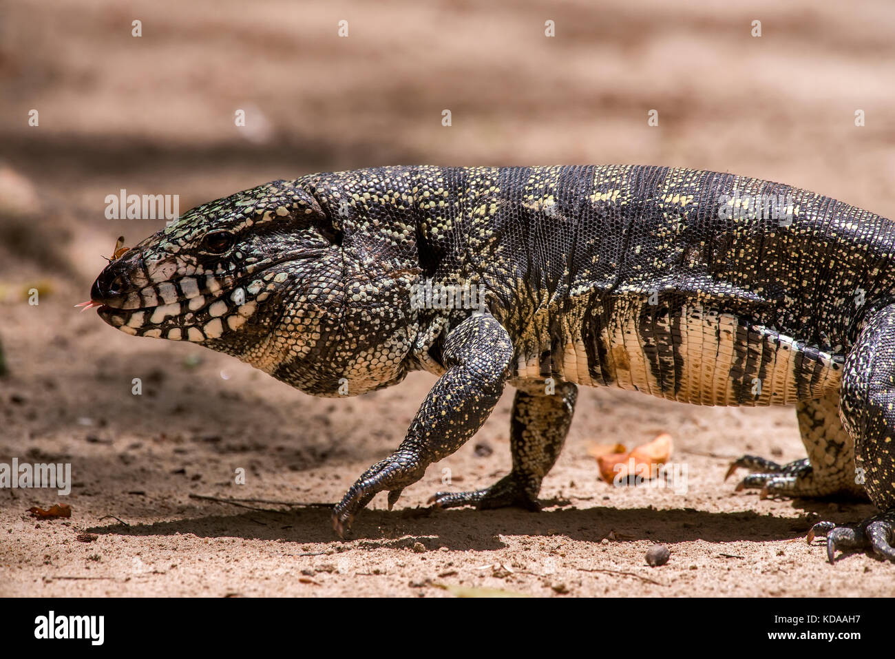 "Teiú (Salvator merianae) fotografado em Linhares, Espírito Santo Nordeste do Brasil. b... Mata Atlântica. registro feito em 2013. Englisch: bl Stockfoto