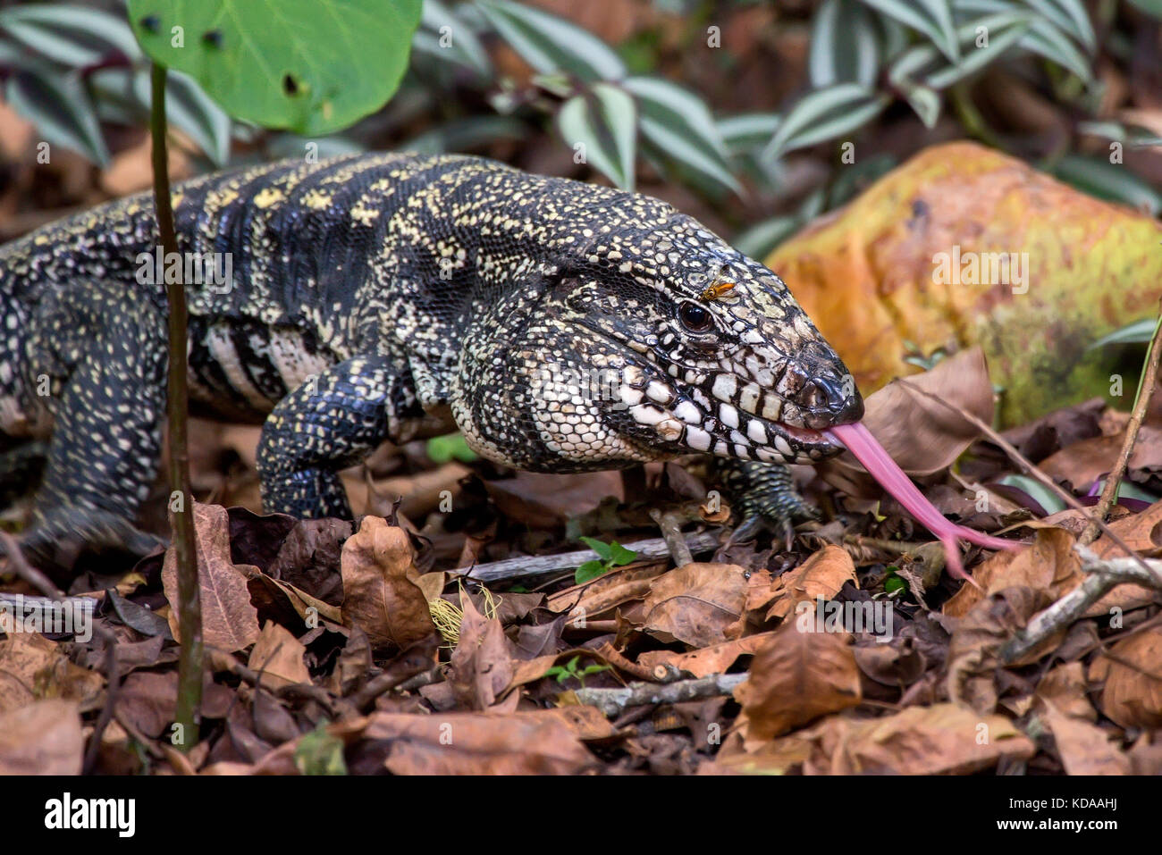 "Teiú (Salvator merianae) fotografado em Linhares, Espírito Santo Nordeste do Brasil. b... Mata Atlântica. registro feito em 2013. Englisch: bl Stockfoto