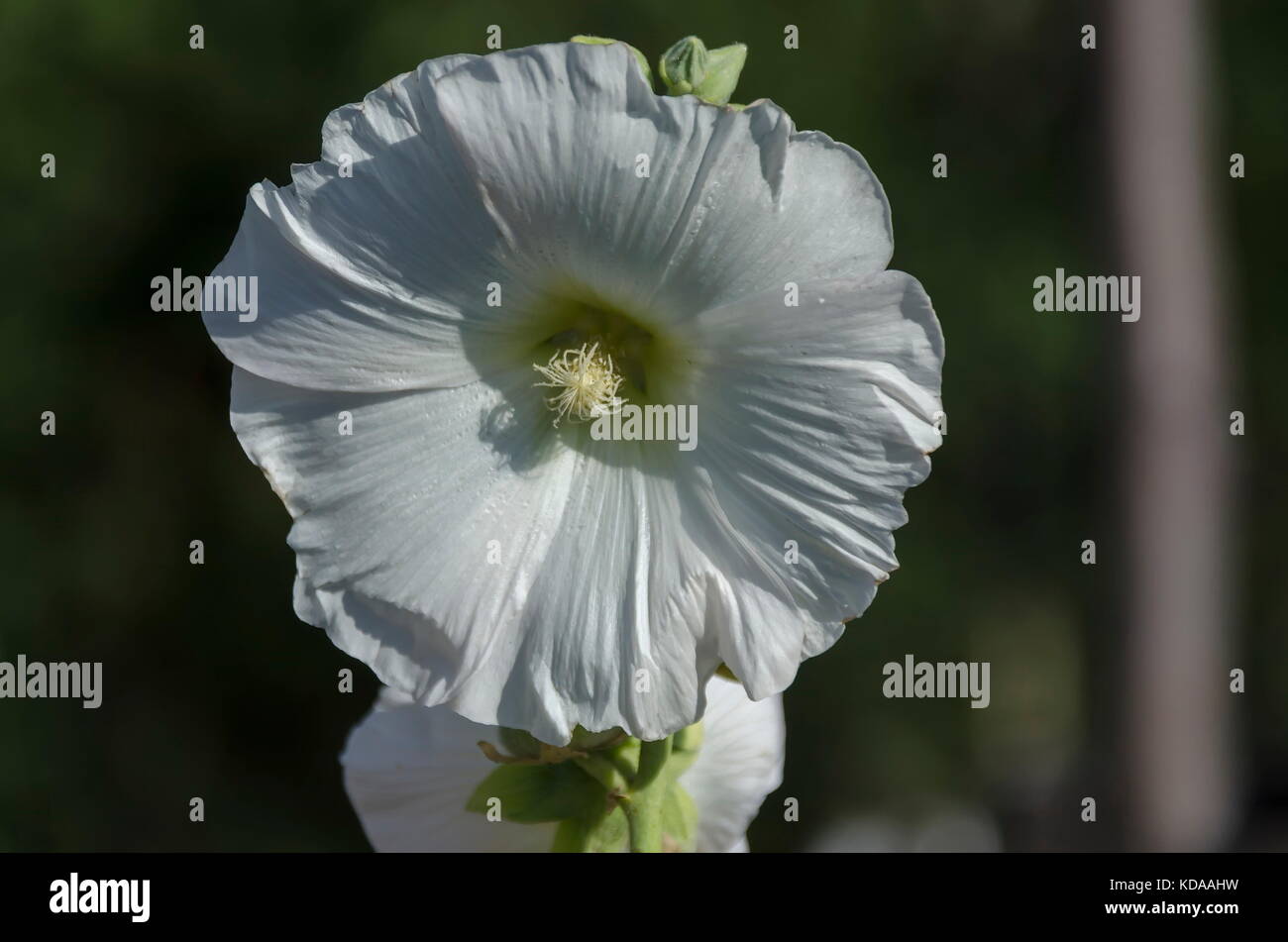 Close-up Malve oder Alcea rosea white flower auf Garten, Sofia, Bulgarien Stockfoto