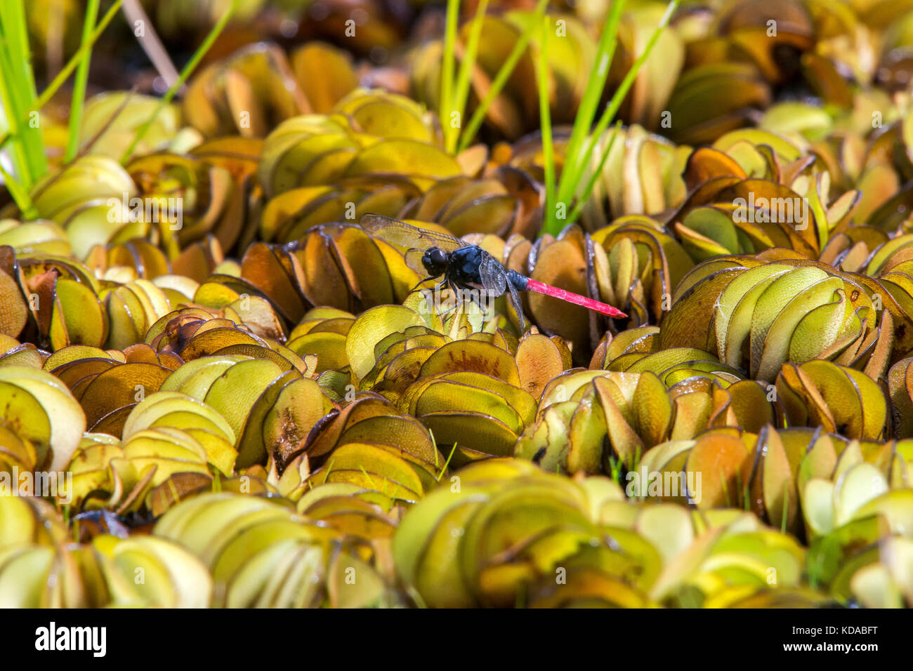 "Libélula - gavião-da-Lagoa (erythemis Rubro) fotografado em Linhares, Espírito Santo Nordeste do Brasil. b... Mata Atlântica. registro feito em Stockfoto