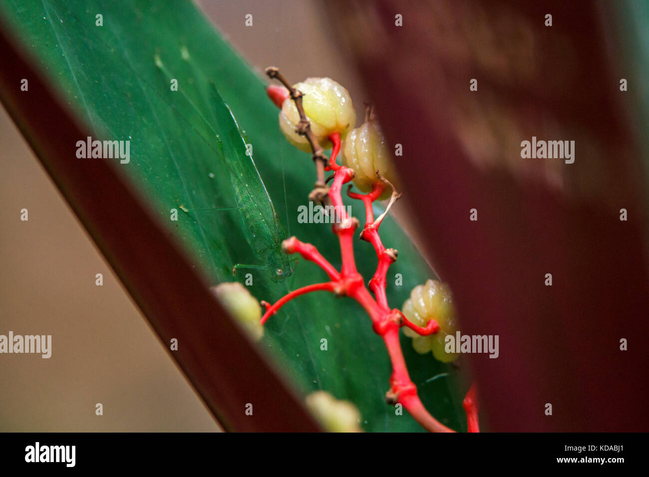 'Gafanhoto (Orthoptera) fotografado em Linhares, Espírito Santo - Sudeste do Brasil. Bioma Mata Atlântica. Registrierung für 2014. ENGLISCH: Gras Stockfoto